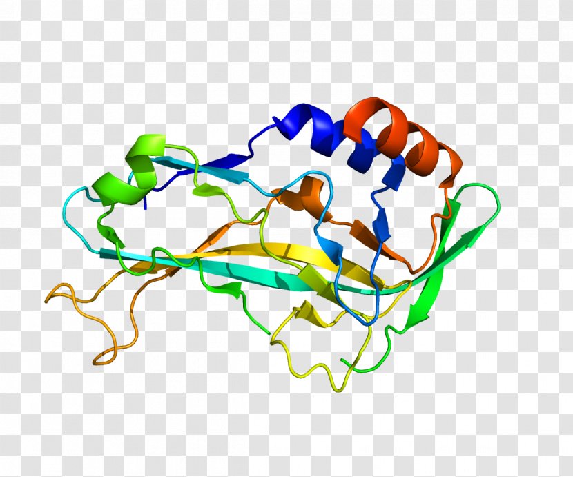 T-box TBX5 Gene Transcription Factor Transparent PNG