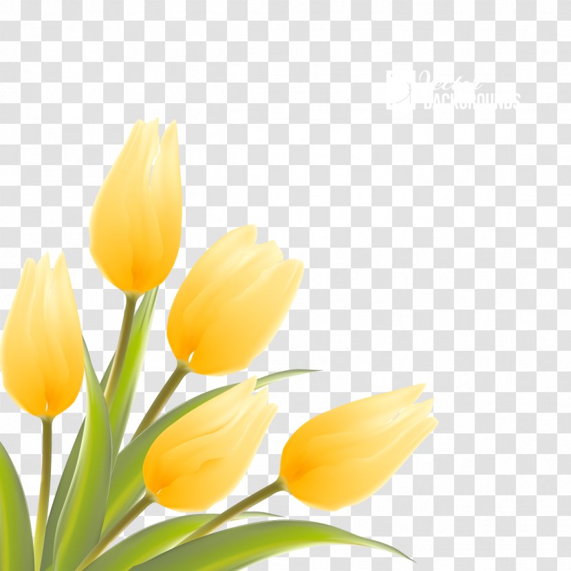 Indira Gandhi Memorial Tulip Garden Flower Illustration - Yellow - Vector Tulips Transparent PNG