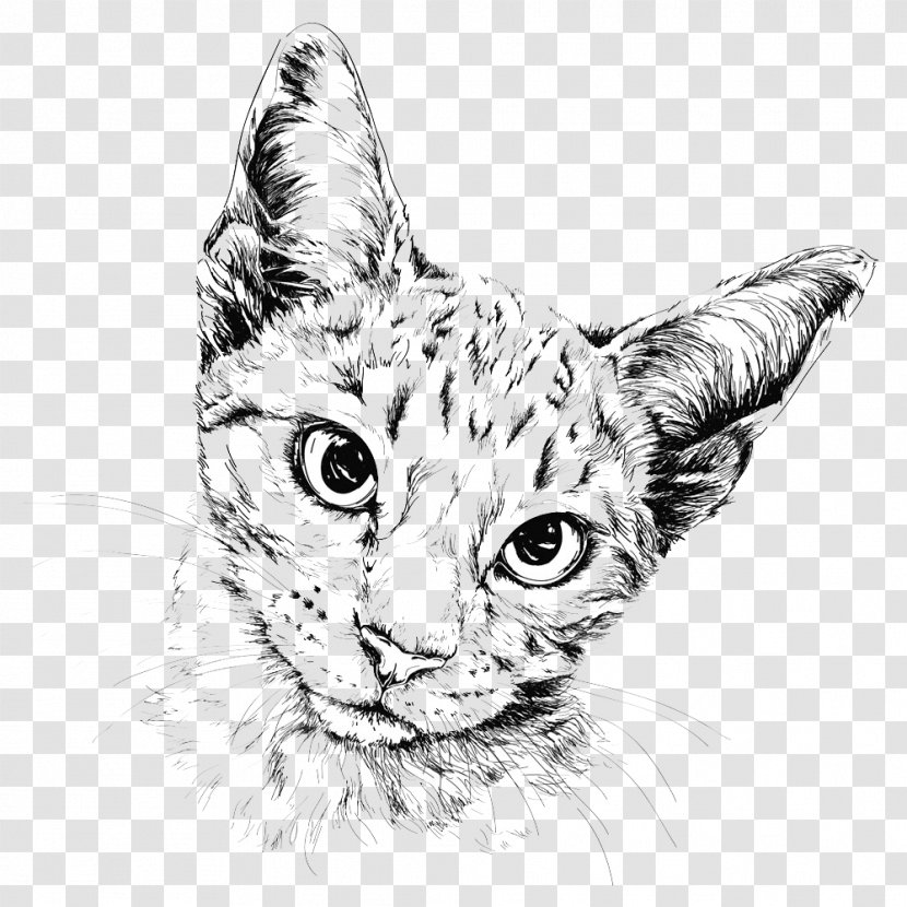 Cat Drawing Painting Illustration - Cute Picture Transparent PNG