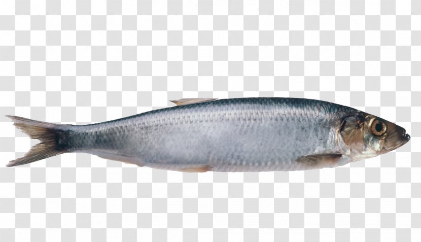 Atlantic Herring Fish Pollock Mackerel - Anchovy - Shoal Of Transparent PNG