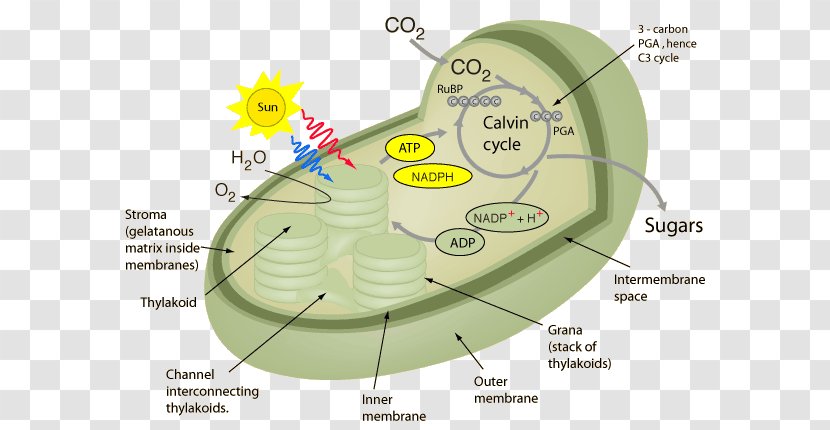 Photosynthesis Plant Cell Cellular Respiration Chloroplast - Plants Transparent PNG
