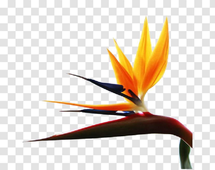 Flower Orange Petal - Wing - Flowers Transparent PNG