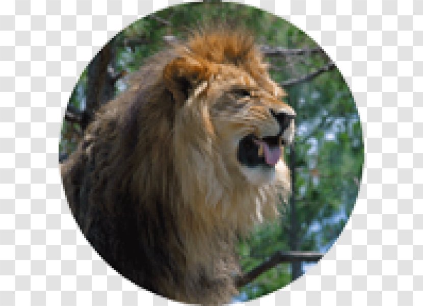 East African Lion Roar Photography Transparent PNG