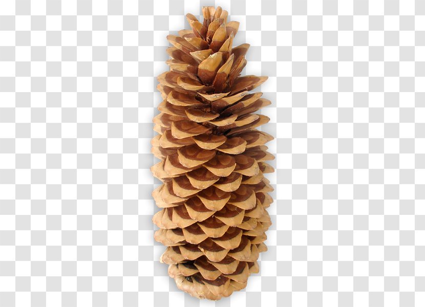 Pine Conifer Cone Conifers Family - Tree - Caballito De Mar Transparent PNG