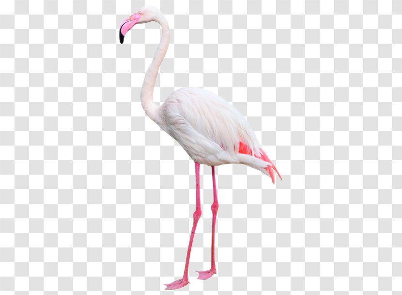 Water Bird Greater Flamingo Beak Photography - Flamingos Transparent PNG