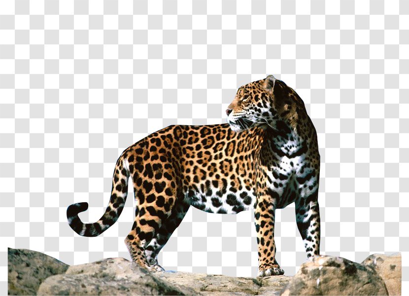 Leopard Jaguar F-Type Cheetah Animal - Clipart Transparent PNG