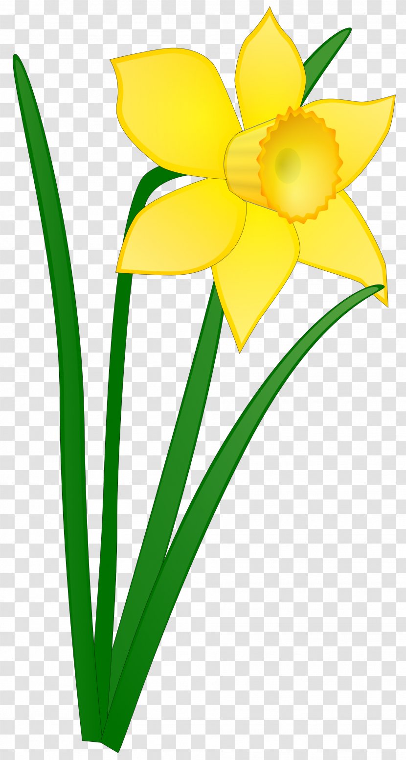 Daffodil Clip Art - Floristry - Plant Stem Transparent PNG