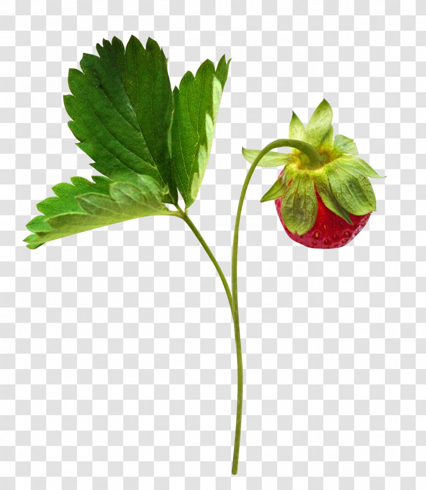 Berry Clip Art - Leaf - Strawberry Fruit Branch Transparent PNG