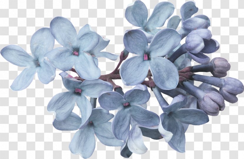 Flower Lavender Lilac Petal - Cut Flowers Transparent PNG