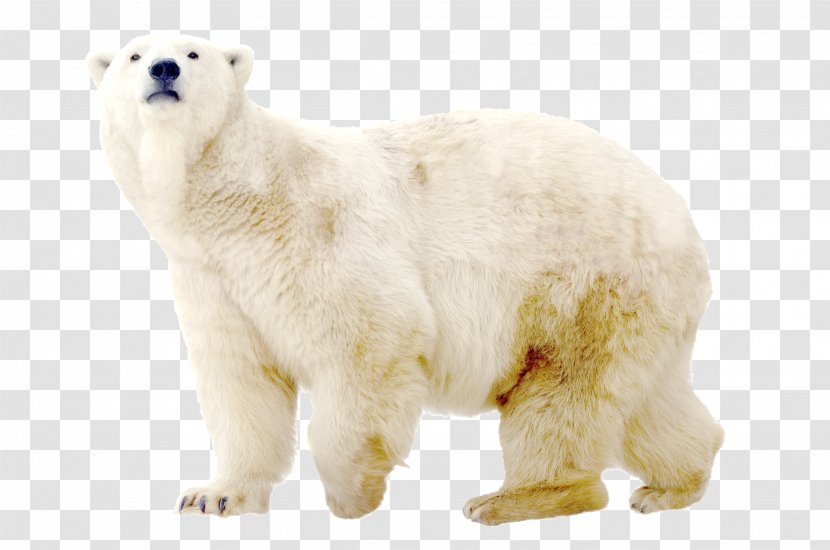 Polar Bear Dog North Pole Arctic - Breed Group - White Transparent PNG