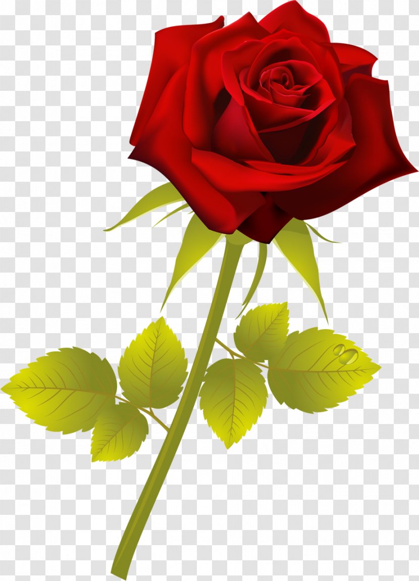 Flower Red Plant Garden Roses Painting - Floral Design Transparent PNG