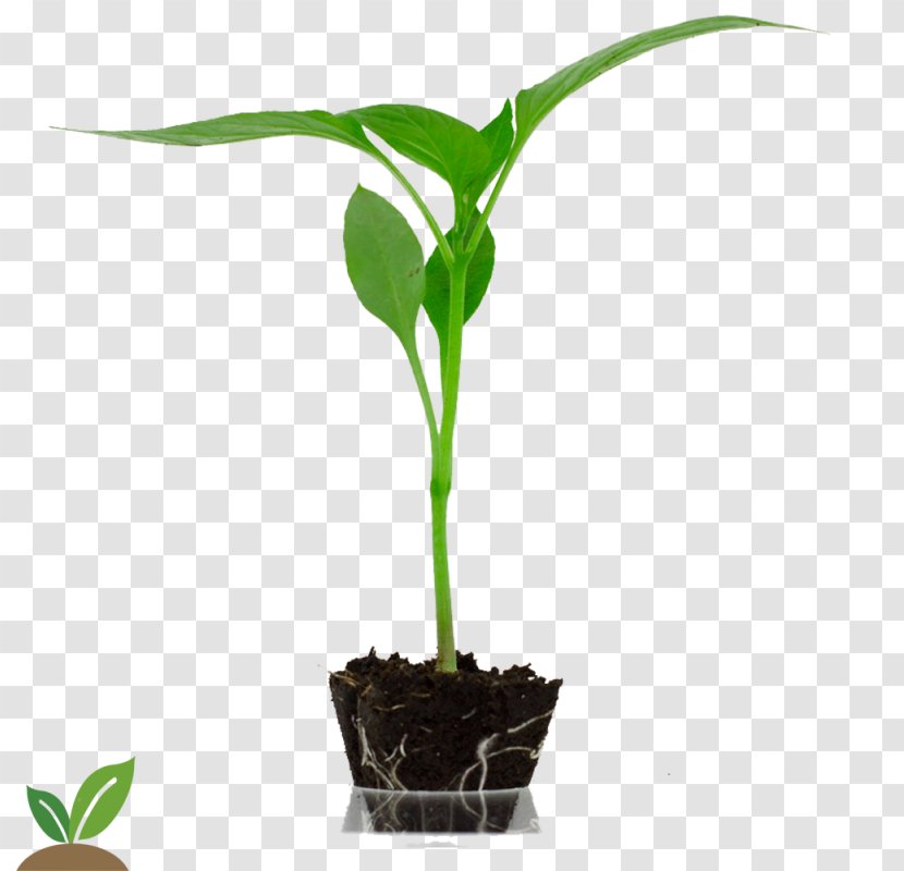 Horticulture Bell Pepper Auglis Agriculture Flowerpot - Semillas Transparent PNG