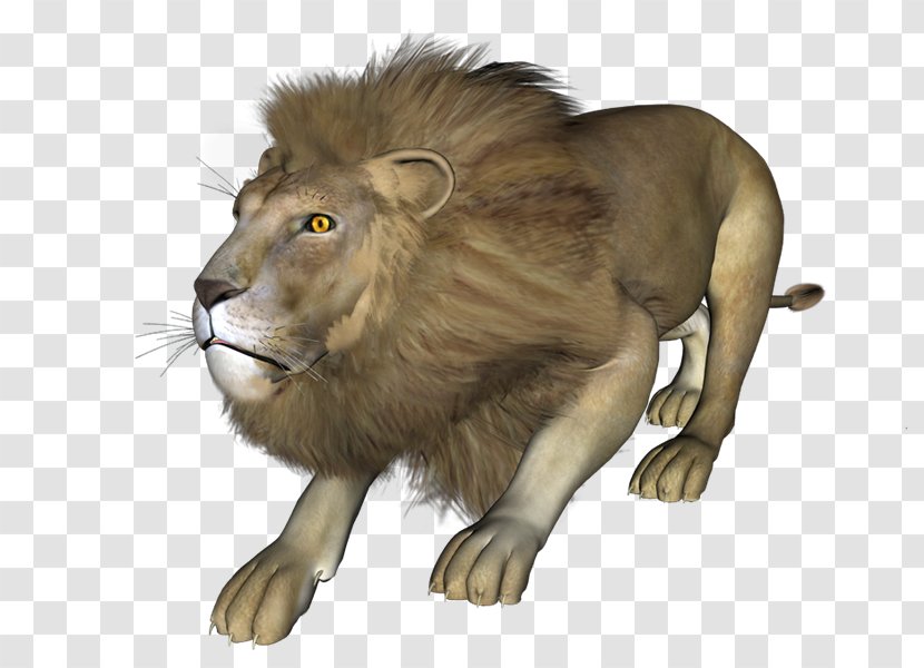 East African Lion Blog PhotoScape - Fur - Qj Transparent PNG