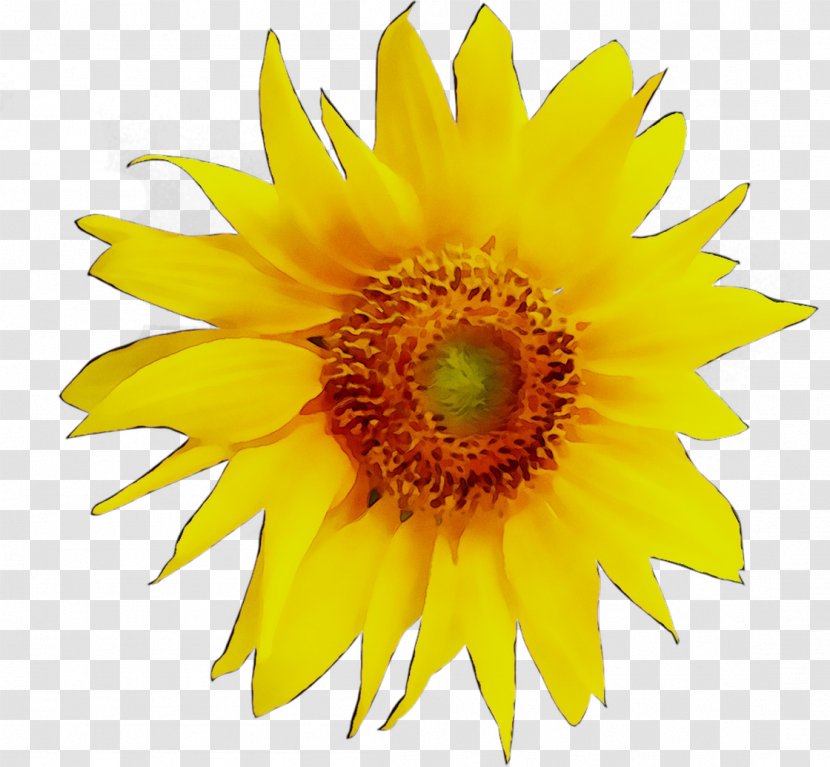 Clip Art Sunflower Drawing Image - Seed Transparent PNG
