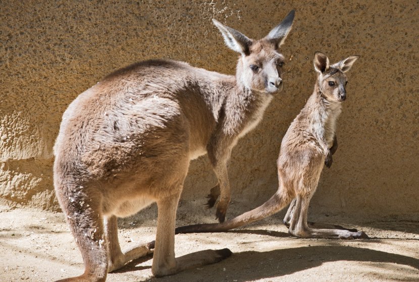 Los Angeles Zoo BestZoo Kangaroo Cuteness Transparent PNG