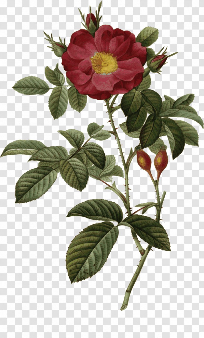 The Most Beautiful Flowers Redoute Roses Choix Des Plus Belles Fleurs Cabbage Rose Botanical Illustration - Rosa Canina - Damascena Transparent PNG