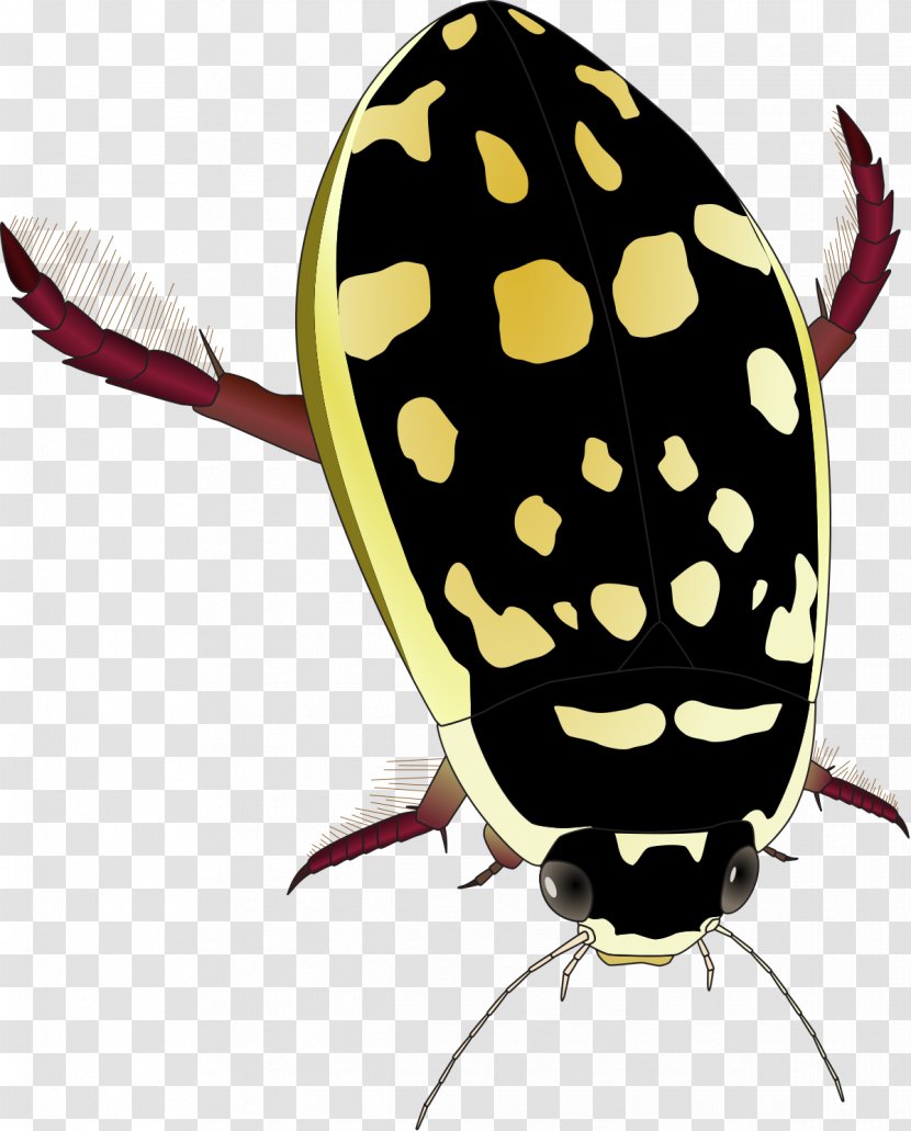 Water Beetle Thermonectus Marmoratus Dytiscidae Clip Art - Retina Transparent PNG
