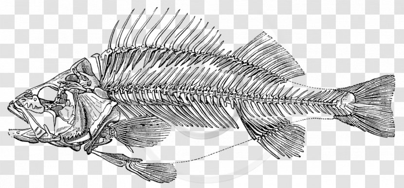 Sport Loft Wald, Rangognini Skeleton Perch Fish Bone - Anatomy - Simulation Fake Plastic Flowers Transparent PNG