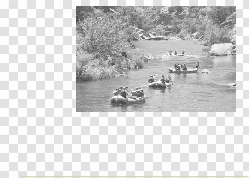 Duck Bayou Fauna Water Resources Wetland Transparent PNG