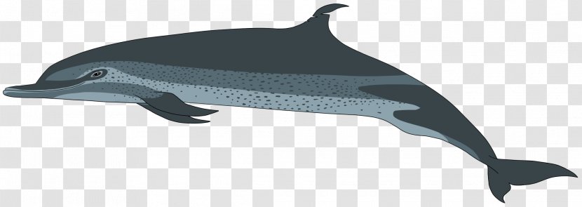 Common Bottlenose Dolphin Porpoise Rough-toothed Tucuxi White-beaked - Stenella Transparent PNG
