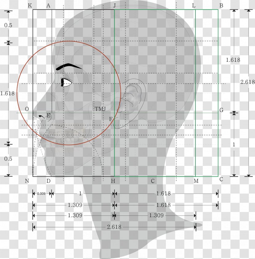 Golden Ratio Human Body Proportionality Geometry - Tree - Face Male Transparent PNG