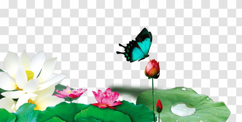 Nelumbo Nucifera Lotus Effect Wallpaper - Plant - FIG Transparent PNG