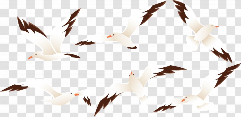 Bird Beer Germany Black-browed Albatross - Flag Of - The Atlantic Islands Black Browed Transparent PNG