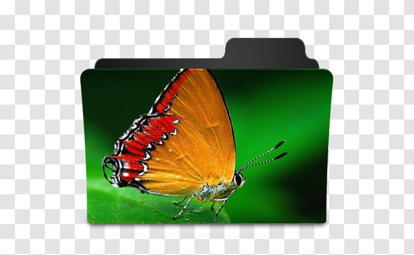 Monarch Butterfly Pieridae Gossamer-winged Butterflies - Pollinator Transparent PNG