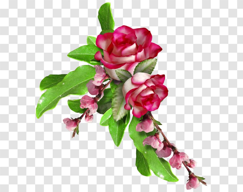 Garden Roses Floral Design Flower Clip Art - Floristry Transparent PNG