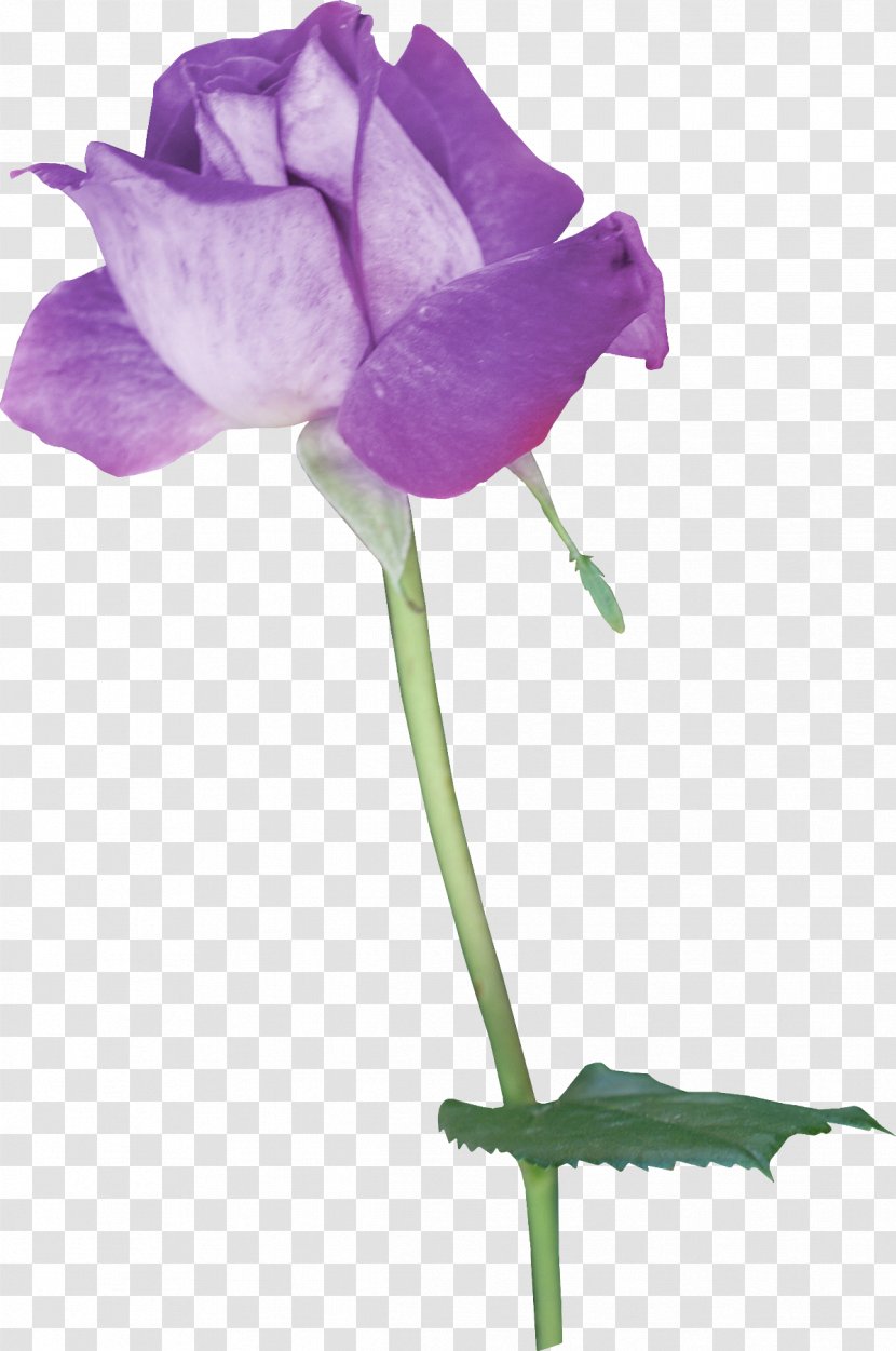 Paper Flower Ink - Lilac Transparent PNG