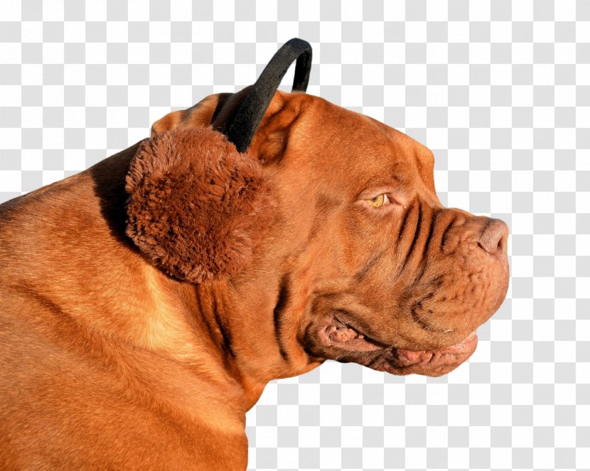 Dogue De Bordeaux American Pit Bull Terrier Puppy Animal Invention - Ear - Bulldog Transparent PNG