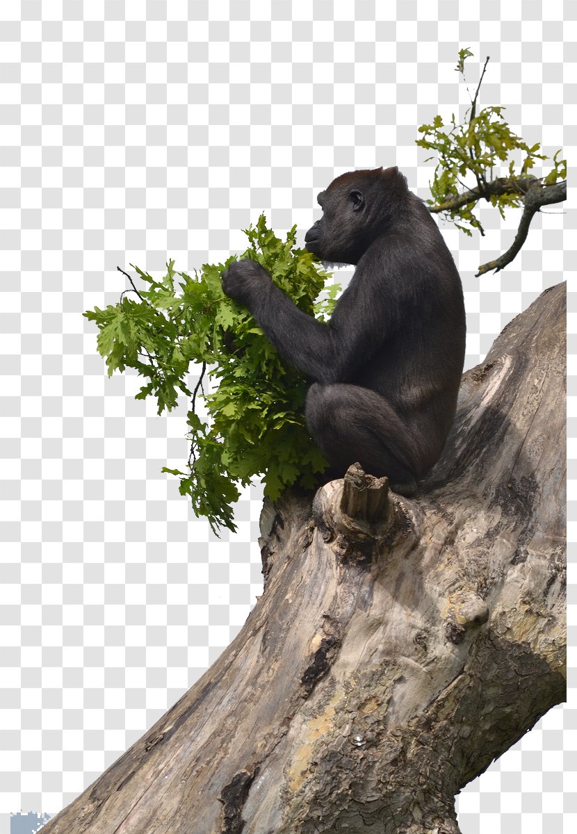 Orangutan Chimpanzee Western Lowland Gorilla Primate Mountain - Animal Transparent PNG