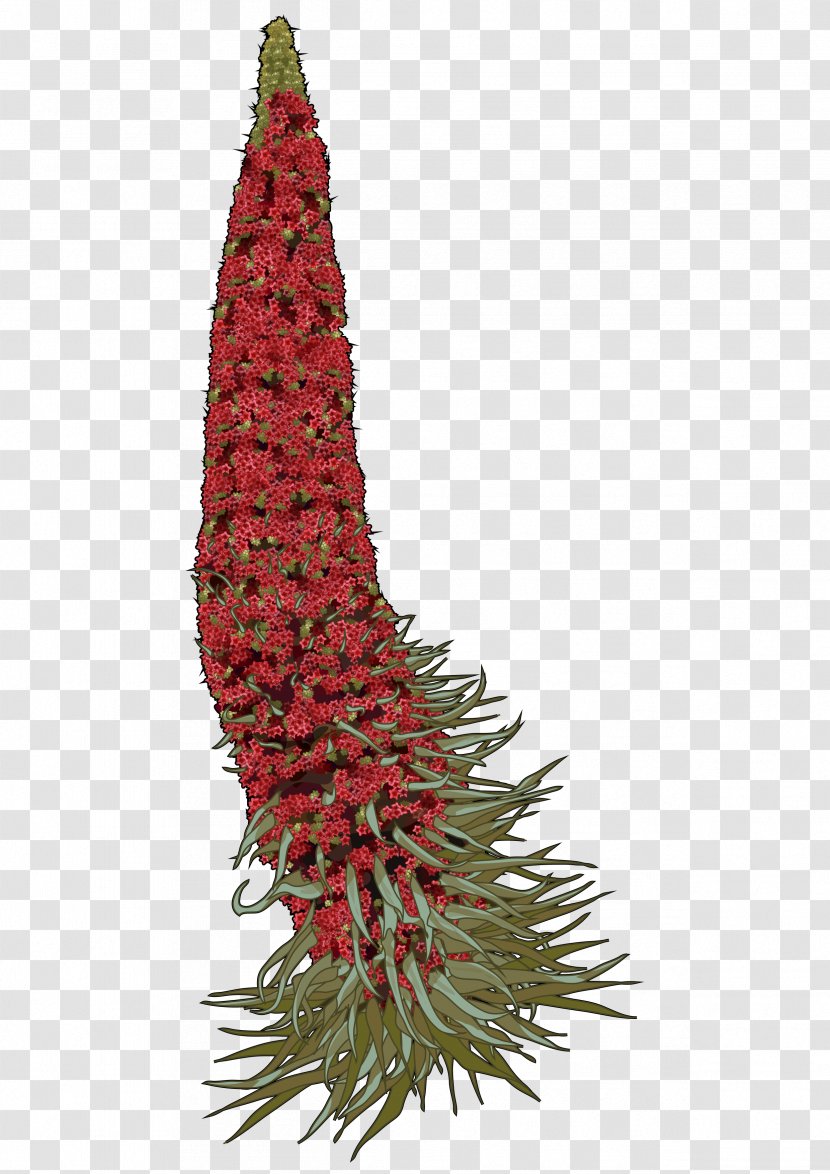 Teide La Orotava Echium Wildpretii Tajinaste Drawing - Christmas Ornament - Rojo Transparent PNG