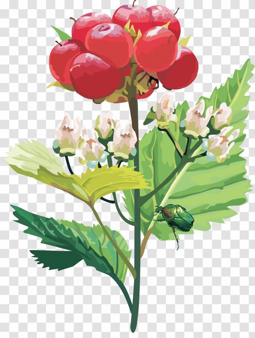 Floral Design Flower - Designer Transparent PNG