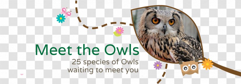 The Secret Owl Garden Bird Of Prey Owls World - Organism Transparent PNG