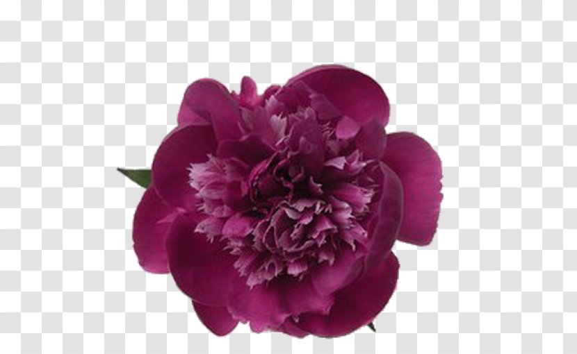 Moutan Peony China Paeonia Lactiflora Floral Emblem - Flowers Transparent PNG