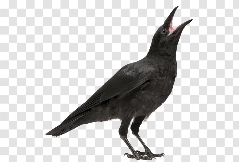 Bird Carrion Crow Rook Common Raven - Organism Transparent PNG