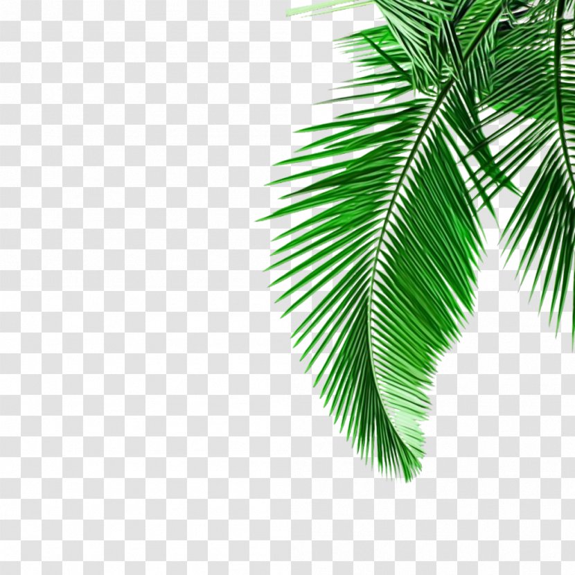 Palm Tree - Watercolor - Elaeis Woody Plant Transparent PNG