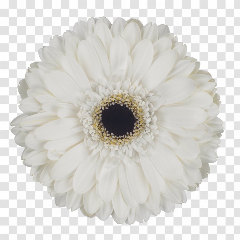 Transvaal Daisy Cut Flowers Petal - Gerbera - Eskimo Transparent PNG