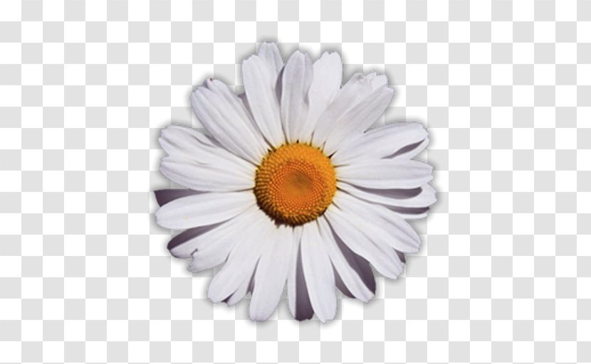 Common Daisy Flower Glog - Video Transparent PNG