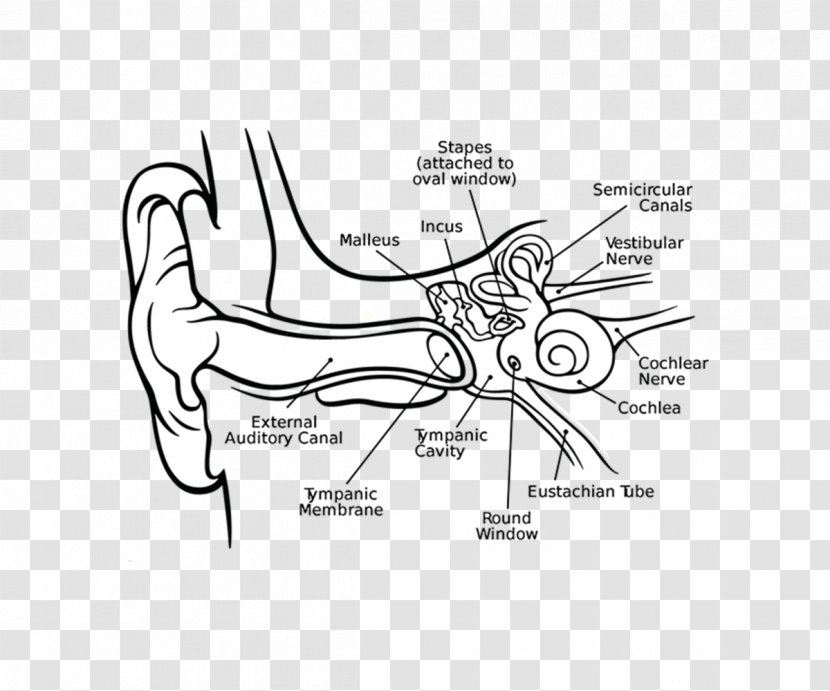 Cochlea Middle Ear Inner Eardrum - Flower - Human Transparent PNG