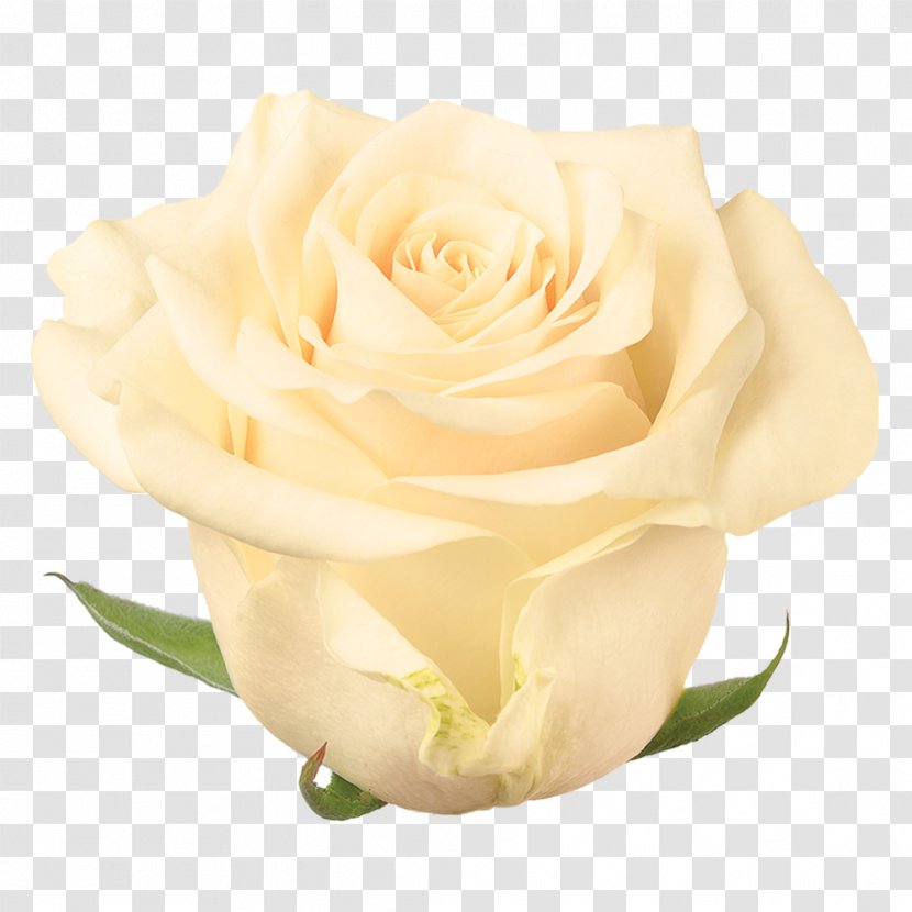 Garden Roses Cabbage Rose Floribunda Vase Life Floristry - White - Roze Flower Transparent PNG