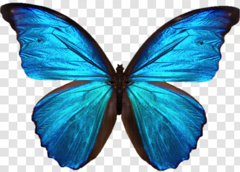Teaching To Transform Not Inform 1: Foundational Principles For Making An Informational Sunday School Lesson... TRANSFORMATIONAL (Sunday Teacher Training) Education - Insect - Blue Butterfly Transparent PNG