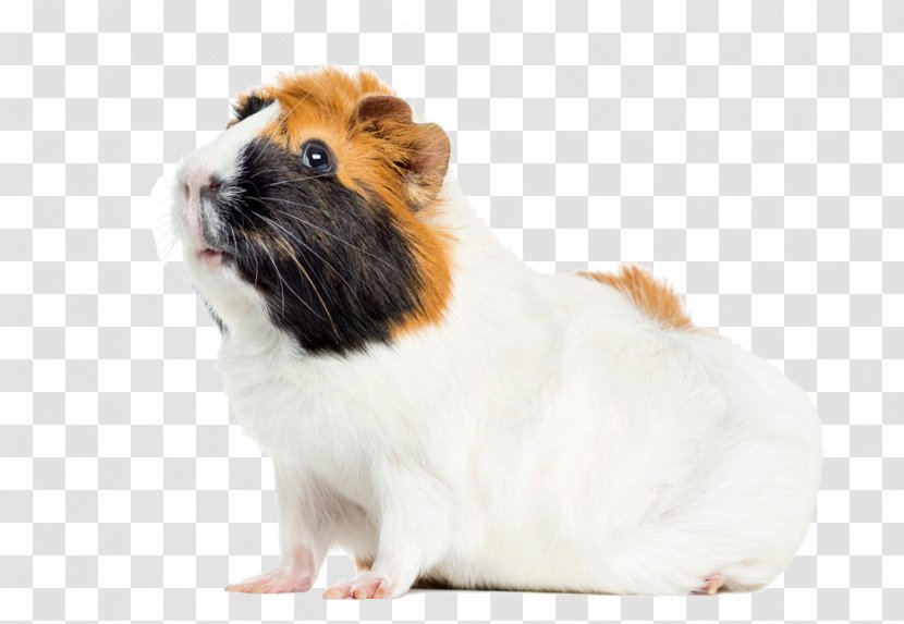 Peruvian Guinea Pig Rodent Abyssinian Pet - Snout Transparent PNG