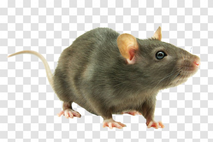 Brown Rat Rodent Mouse Black Laboratory - Pest Control Transparent PNG