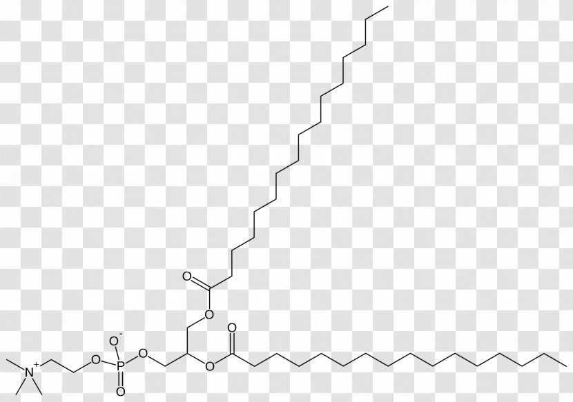 Dipalmitoylphosphatidylcholine Pulmonary Surfactant Phospholipid Alveolus - Black And White - Sphingolipid Transparent PNG