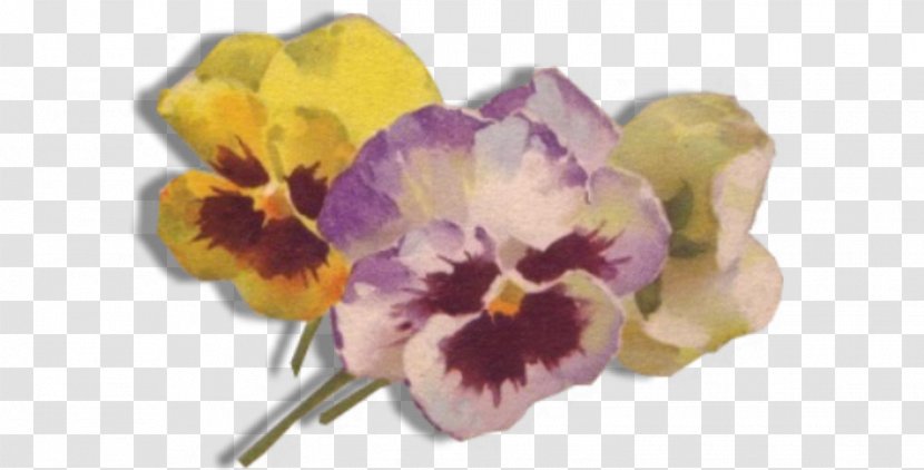 Cut Flowers Violet Seed Plant - Pansy Transparent PNG