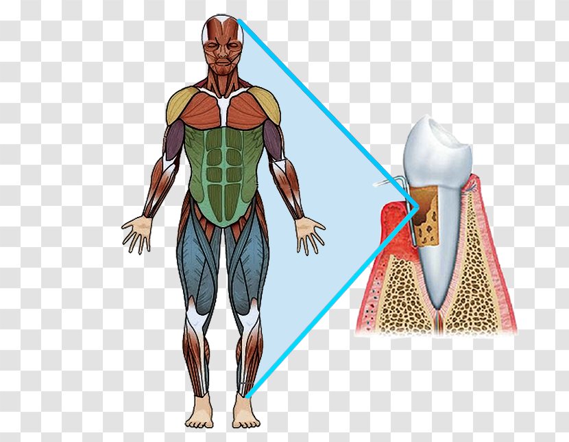 Pectoralis Major Muscle Human Body Quadriceps Femoris Muscular System - Frame - Healthy Transparent PNG