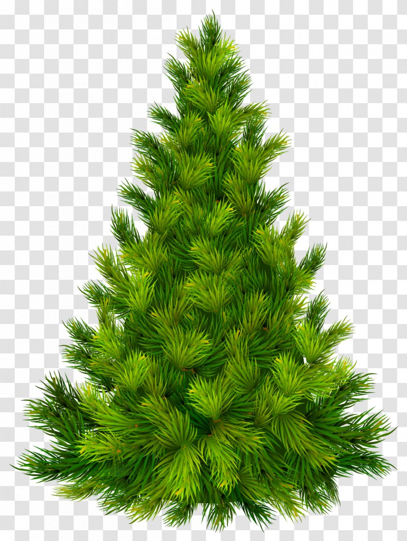 Christmas Tree Ornament Clip Art - Pine Family - Fur Transparent PNG