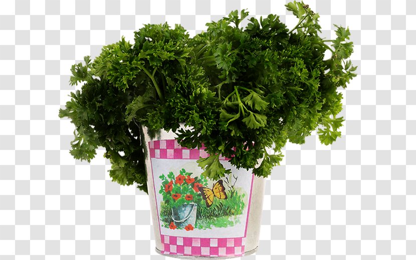 Leaf Vegetable Pianta Aromatica Plant Herb - Parsley Transparent PNG